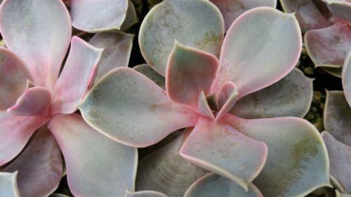 Echeveria Perle von Nurnberg (PVN)